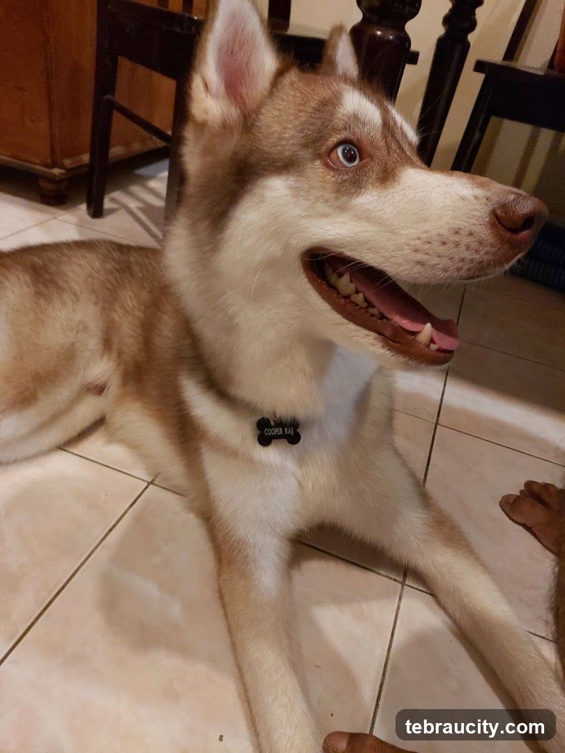 Husky dog with blue eyes
