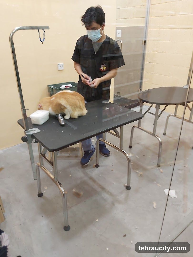 Groomer with cat