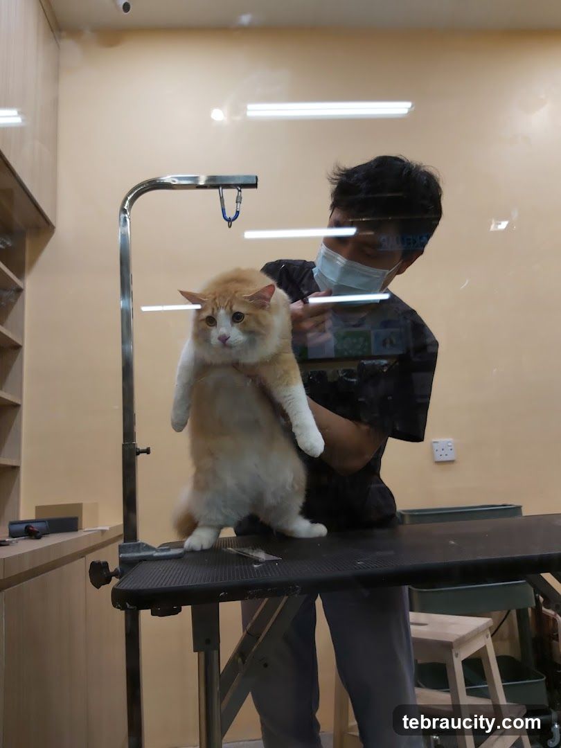 Cat Grooming