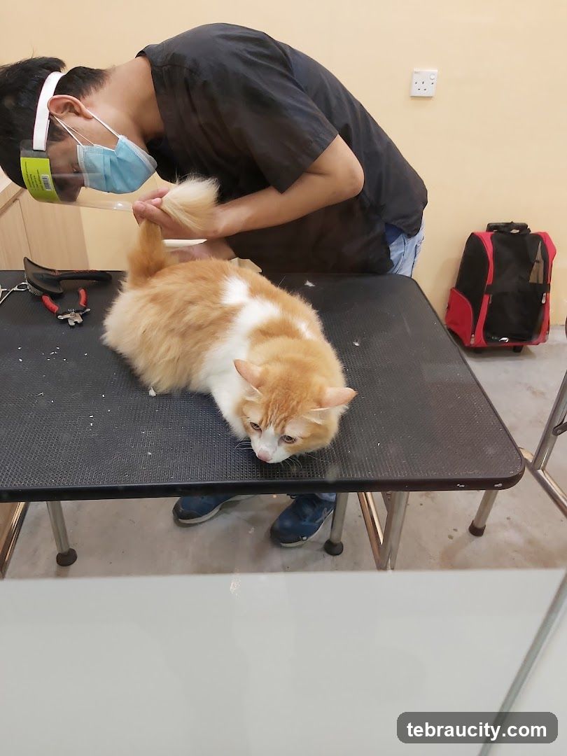 Groomer tending to a cat