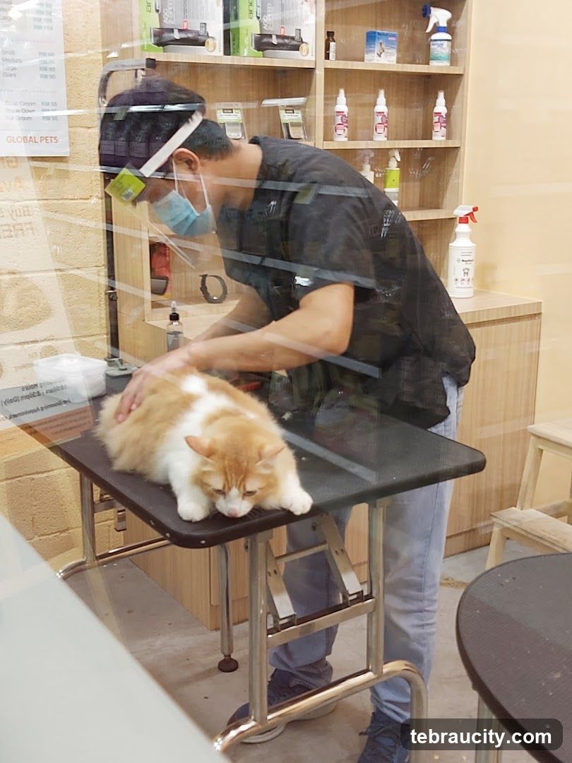 Groomer with cat
