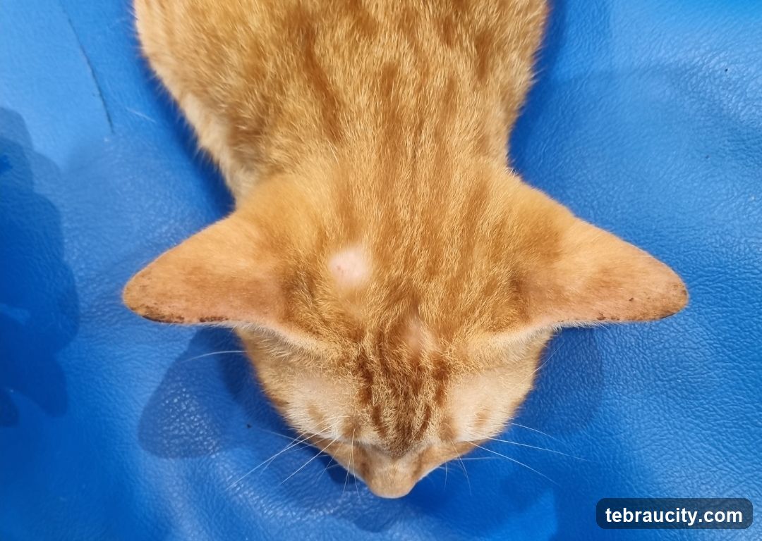 Orange Cat's Head