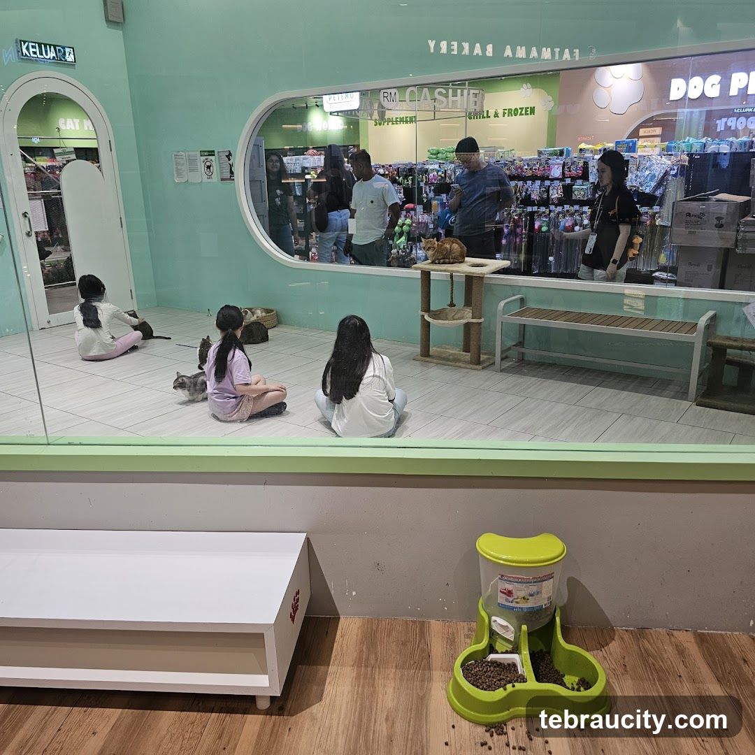 Cat Cafe