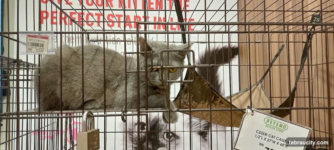 Cat in a cage