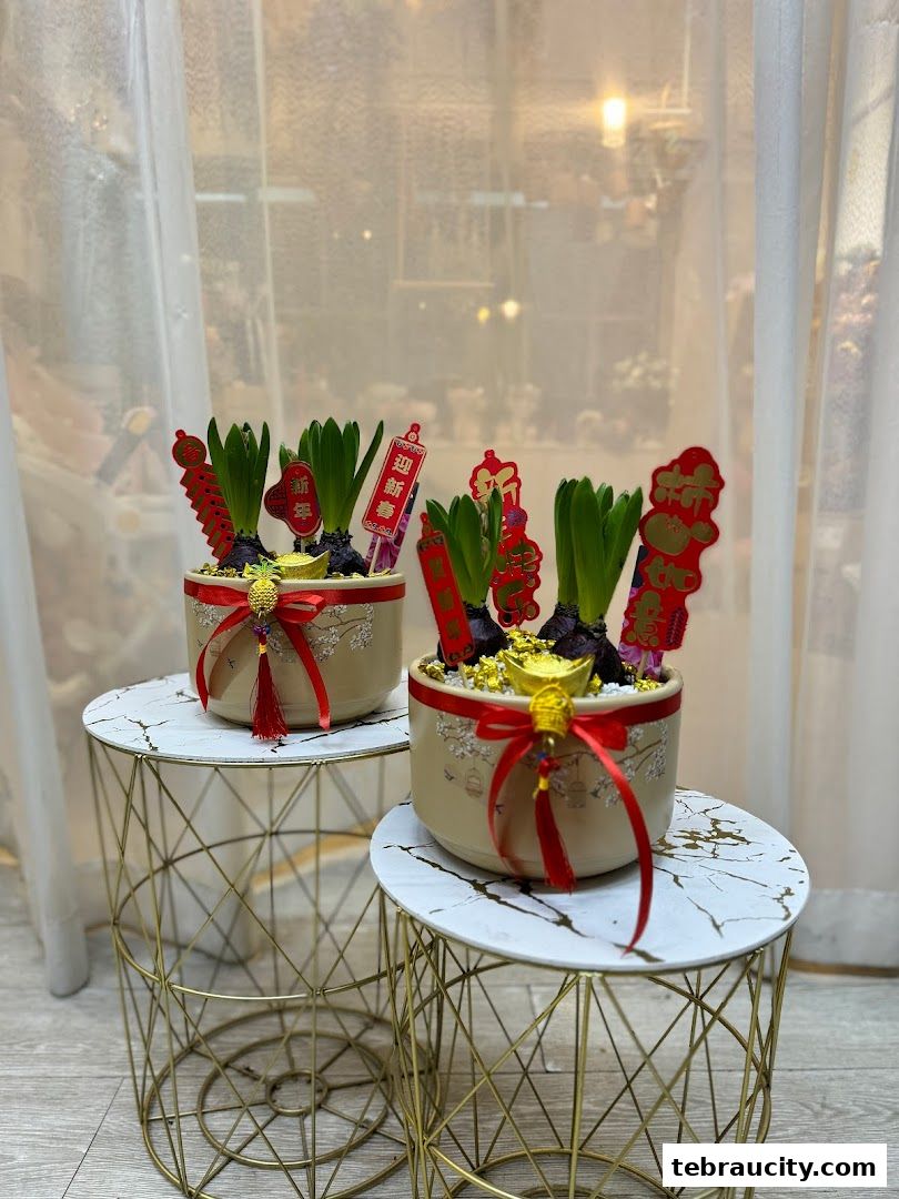 Two potted hyacinths decorated with red ribbons and Chinese New Year ornaments.
